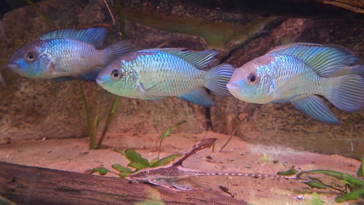 Pontes du jour : Acara + Sturisoma