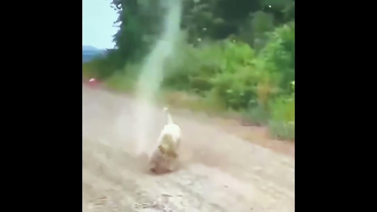 Wow Dog stops tornado forming