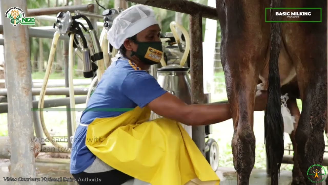 Basic Milking Procedure | Dairy Farming in the Philippines