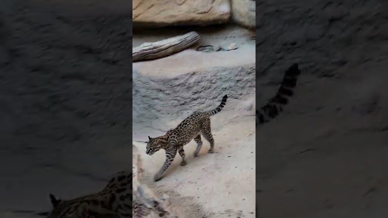 Ever heard an ocelot meow?
