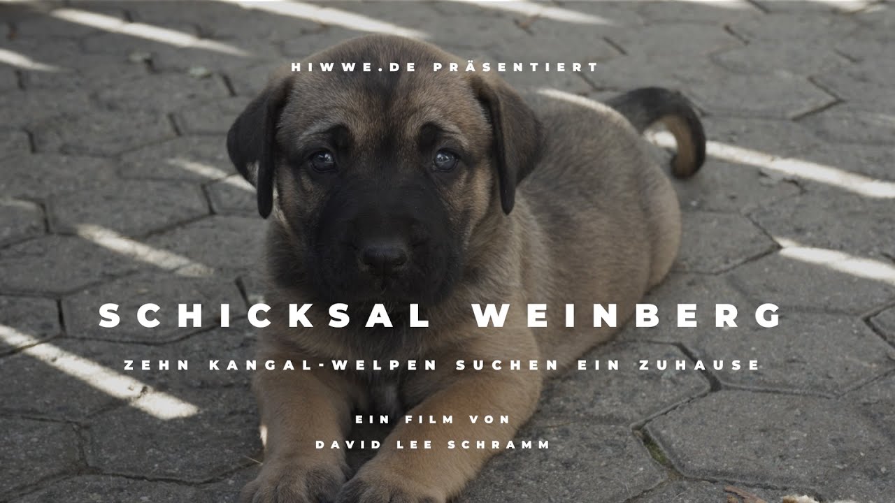 Schicksal Weinberg: Zehn Kangal-Welpen suchen ein Zuhause