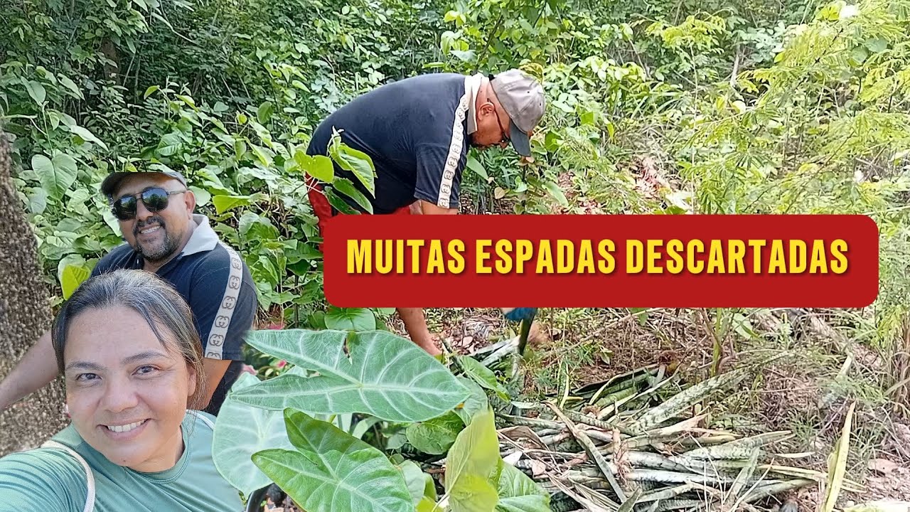 ENCONTRAMOS BASTANTE #ESPADAS DE SÃO JORGE 