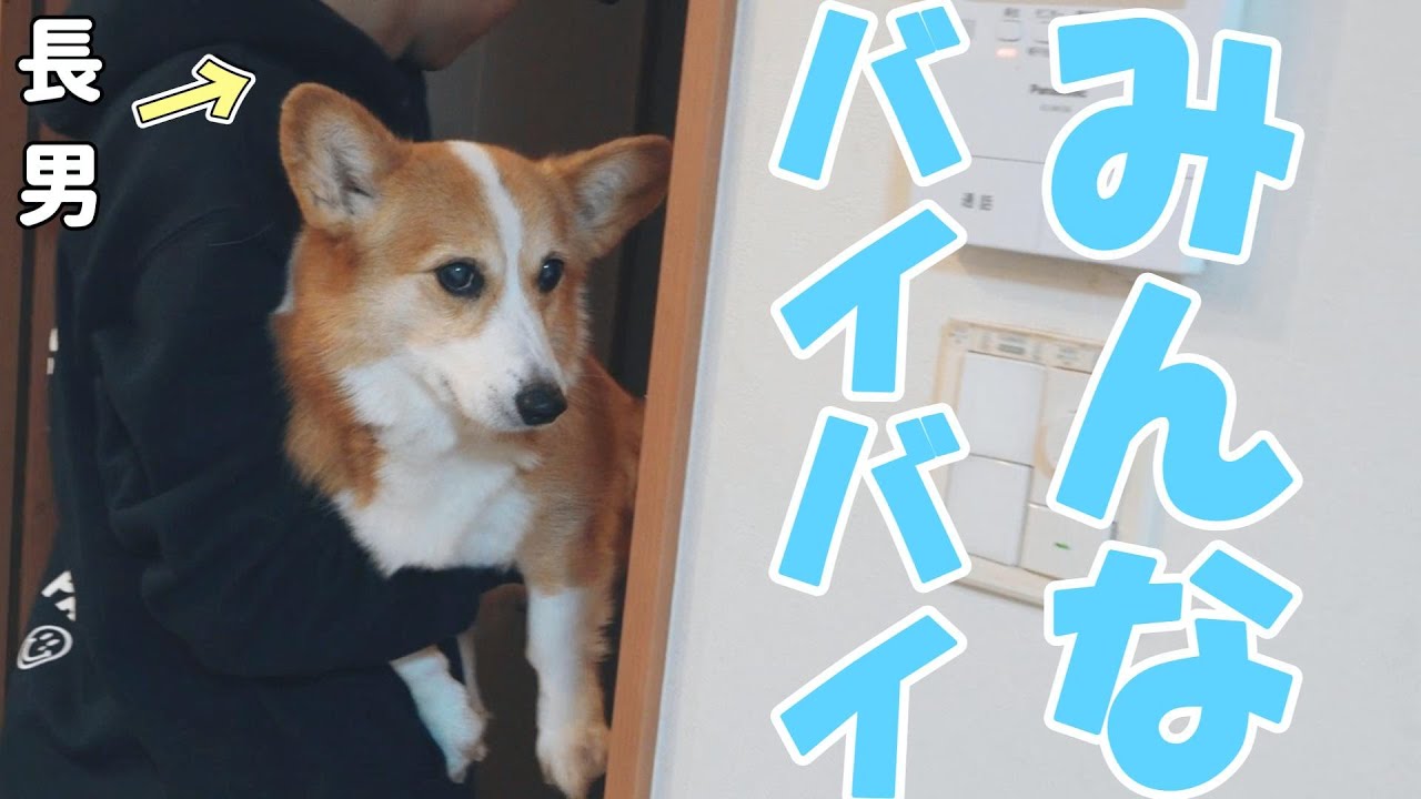 大好きな長男にさらわれてしまうコーギー犬。と、奪い返す母