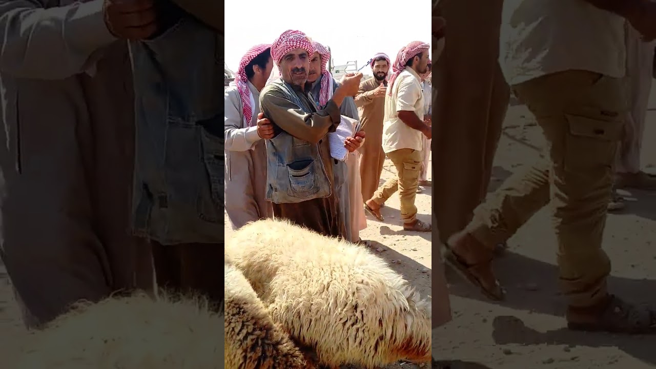سوق المواشي في محافظة الرقة منطقة عين عيسى بيزار صرين الاربعاء 2024/8/21 للتواصل معنا 0996092339