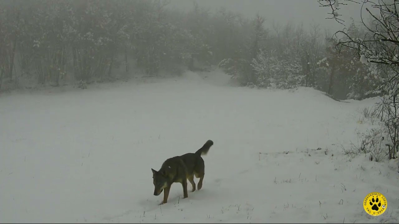 Tracce in Val d'Enza: Suggestioni d'Inverno