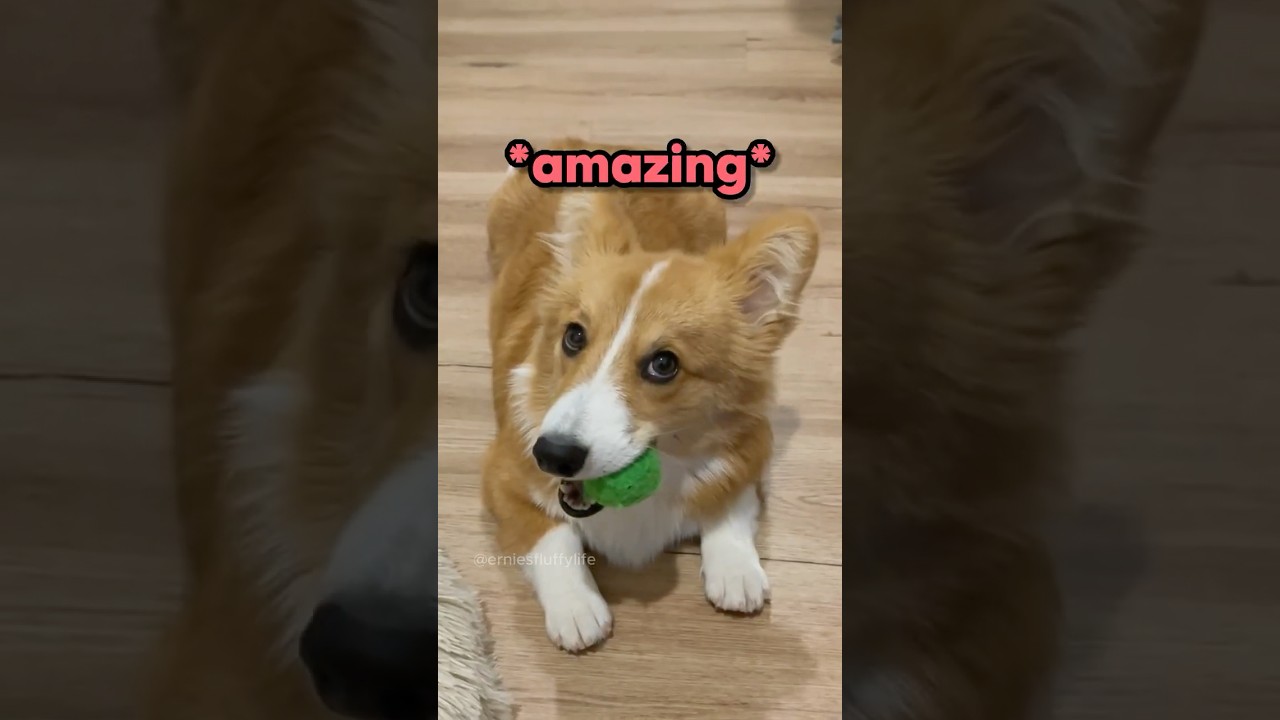 All the Corgi Angles 😂 #dogs #funny #puppy