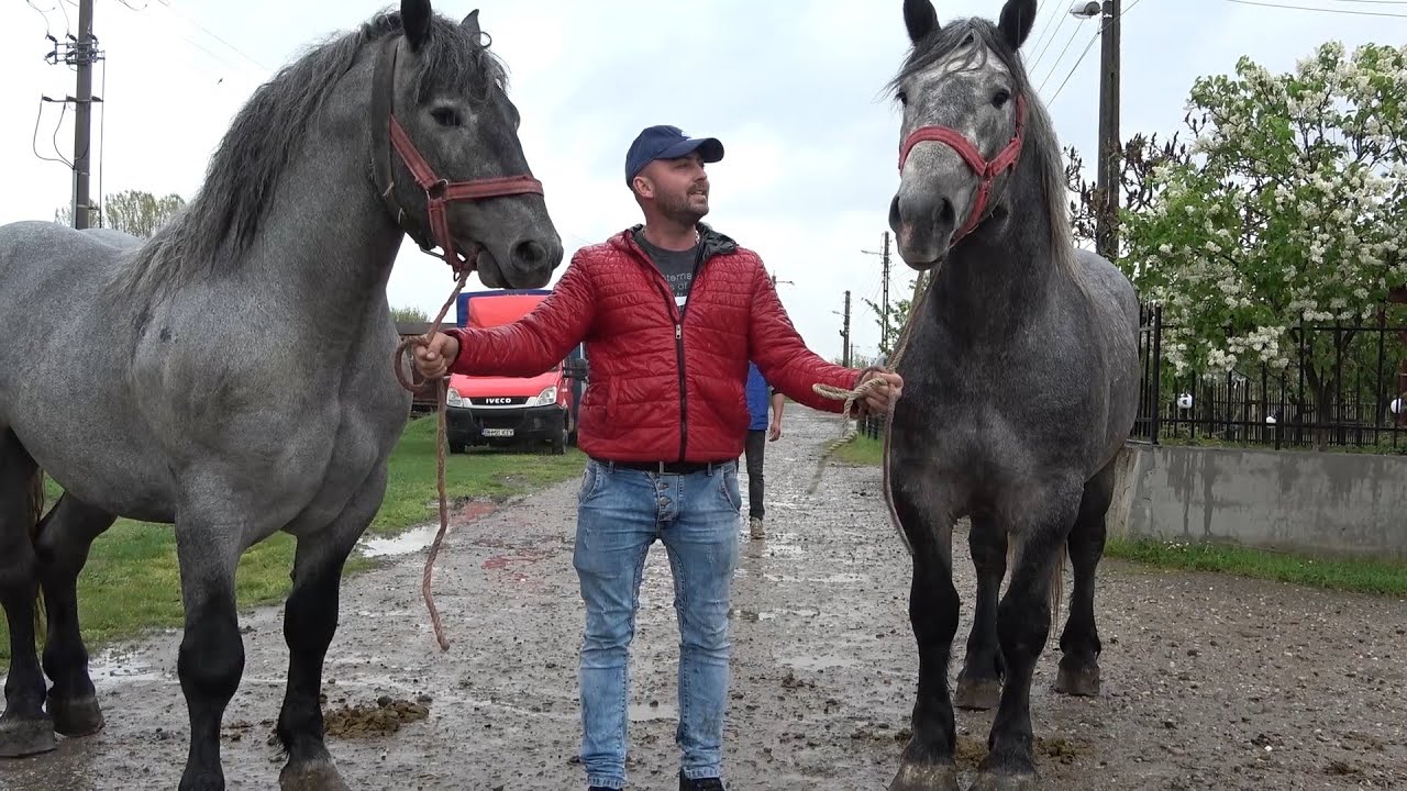 Caii lui Catalin de la Marghita, Bihor - 2021 Nou!!!