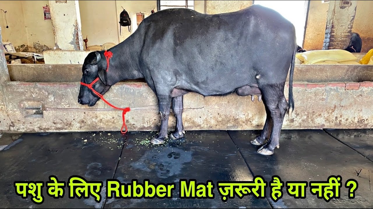 Why Rubber Mats (Floor Mat) for Animals are Necessary : Everything You Should Know. 94664 58011