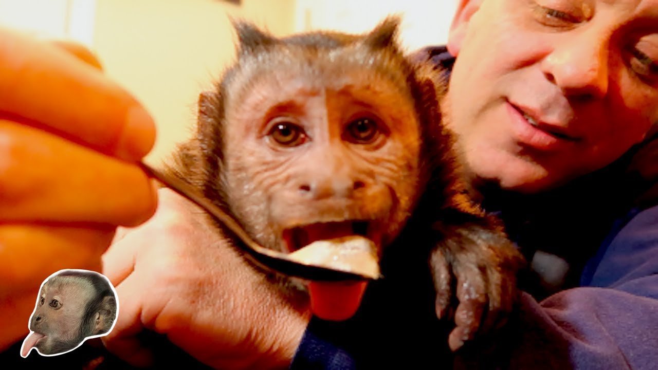 Monkey Sardine Challenge