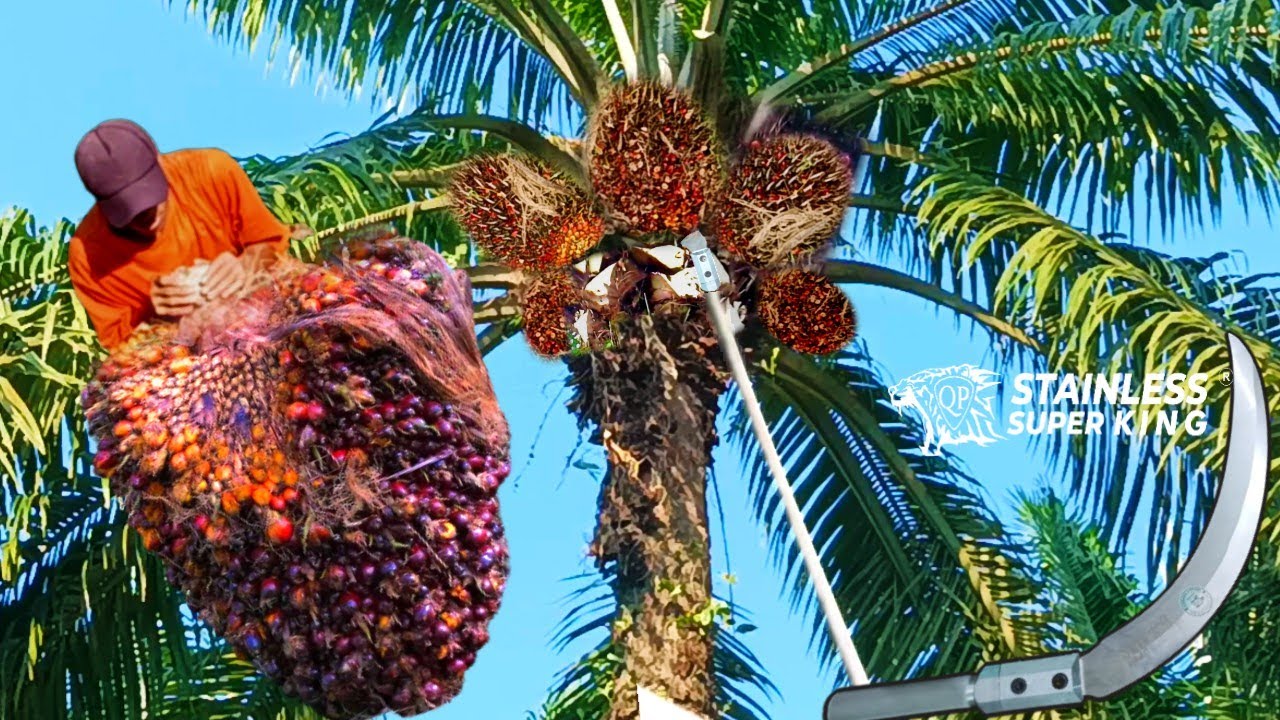 Mantap.! Panen Sawit Pokok Tinggi Buah Besar