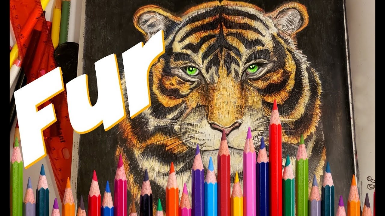 Create The Realistic  Texture Of Fur With Colored Pencils