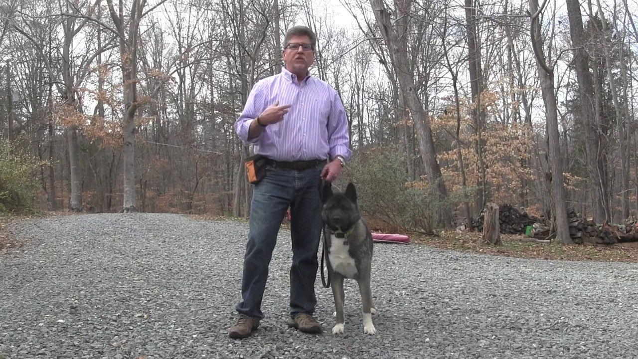 Rose | Akita Dog Training - Winston Salem NC