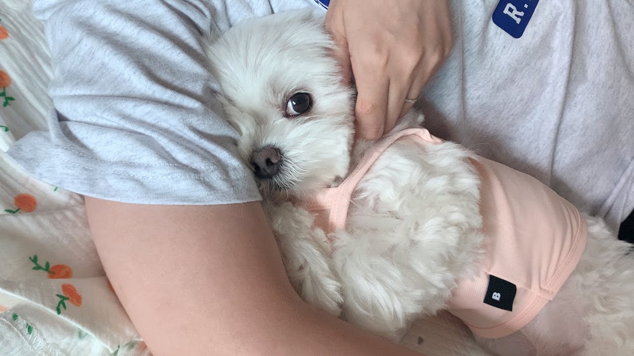 나 지금 바빠. 낮잠 자러 가야 돼