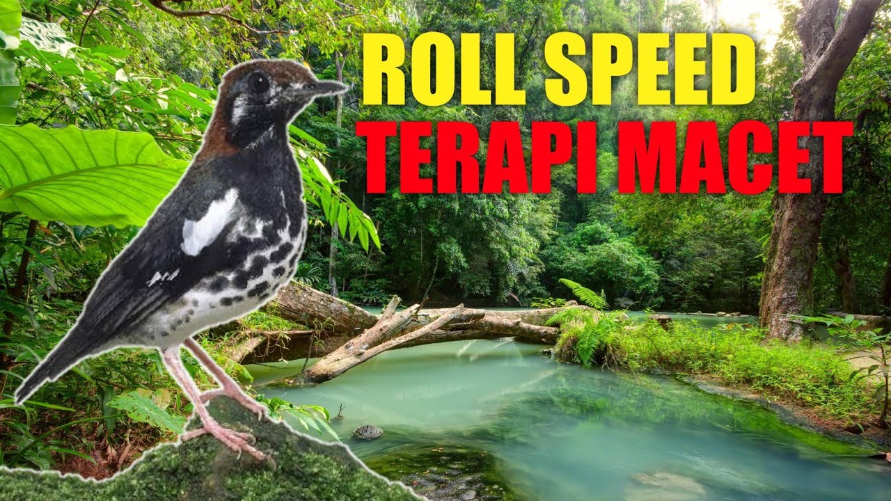 Masteran Anis Kembang Roll Speed Pancingan Anis Kembang Biar Bunyi Suara Jernih