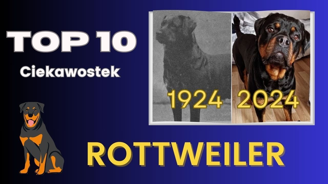 ROTTWEILER. 10 FASCYNUJĄCYCH CIEKAWOSTEK