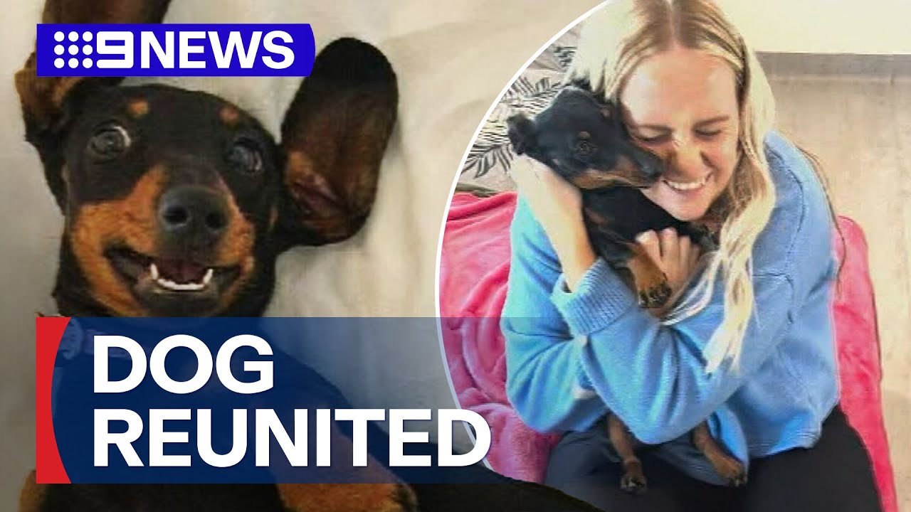Owners reunited with sausage dog after 529 days | 9 News Australia