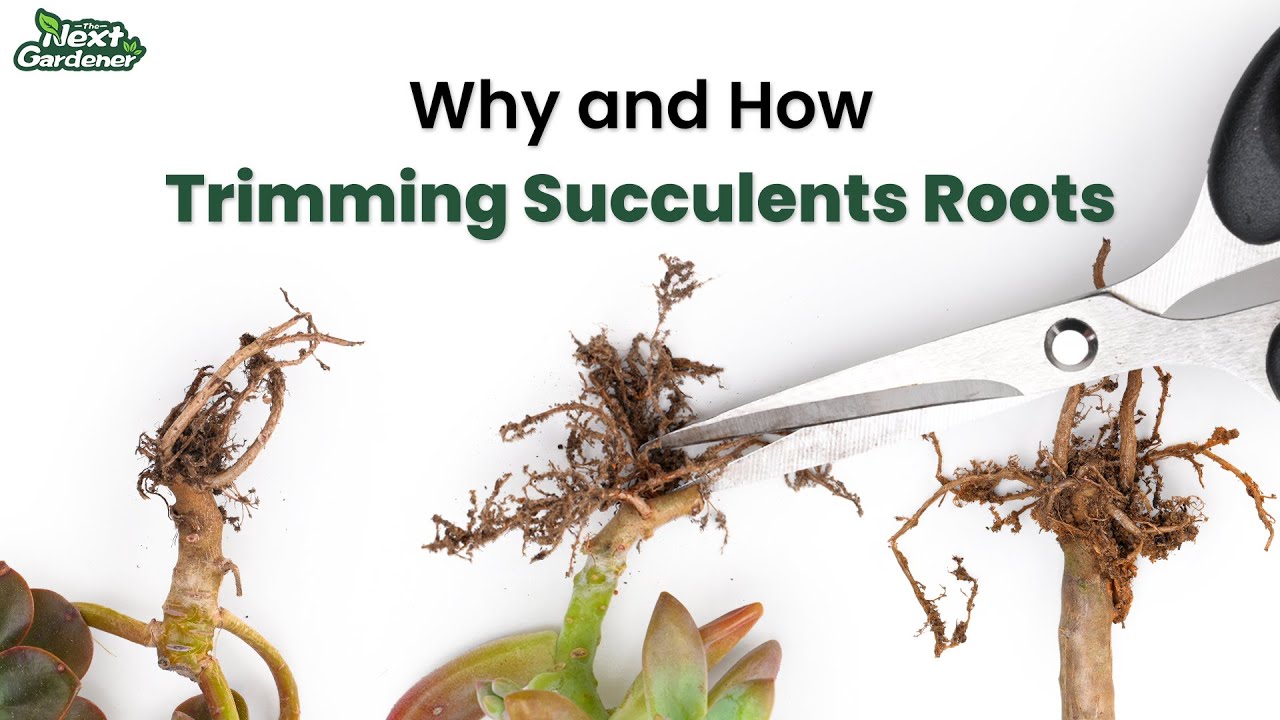 How to Trim Succulent's Roots?? | The Next Gardener