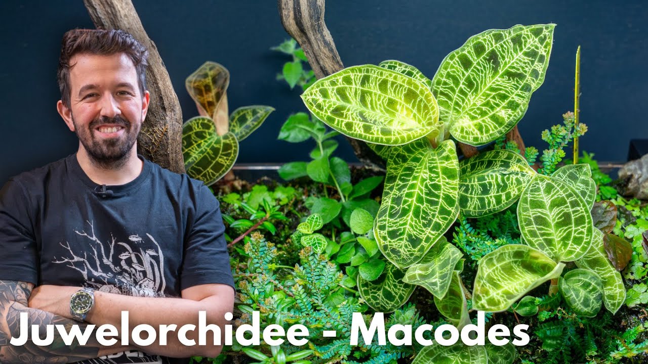 Juwelorchidee (Macodes) | Liquid Nature Pflanzenvorstellung