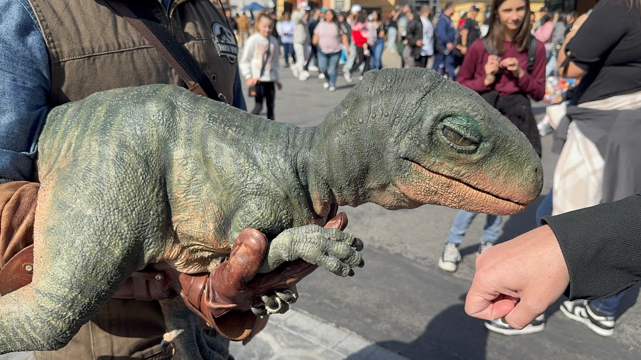 2025 4K Meet Tango the Baby Raptor | Universal Studios Hollywood