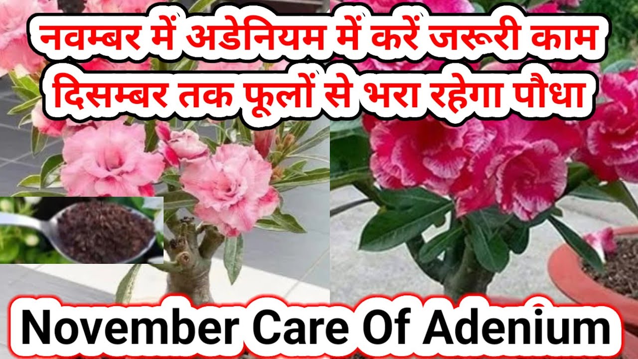 नवम्बर में आयेंगे इतने फूल कि पड़ोसी भी मांगेगे|November Care Of Adenium.How 2 grow Adenium by seeds