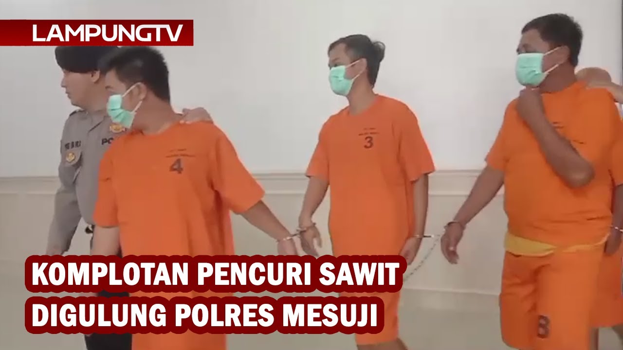 Komplotan Pencuri dan Penadah Sawit Digulung Polres Mesuji