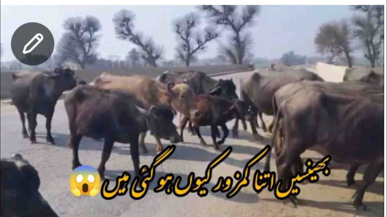 بھینسیں اتنی کمزور کیوں ھو گئی ھیں