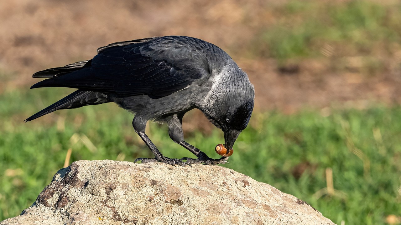 Western Jackdaw / Küçük Karga, Edirne, 2024 (Action Movie)