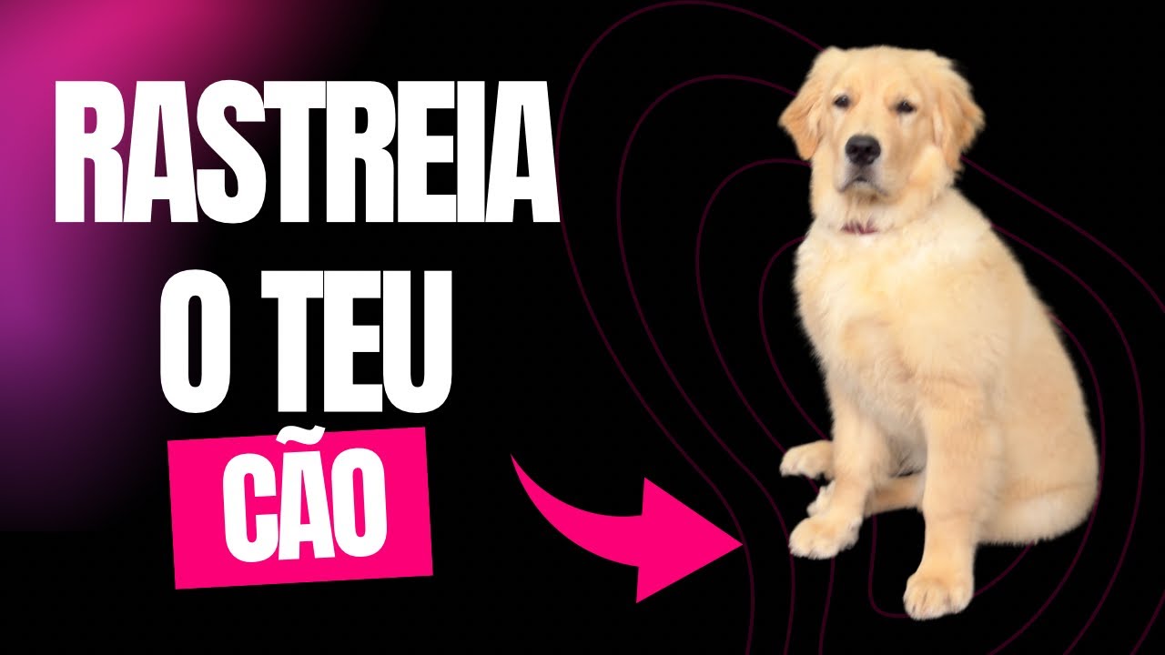 Como saber onde está o teu cão em tempo real!