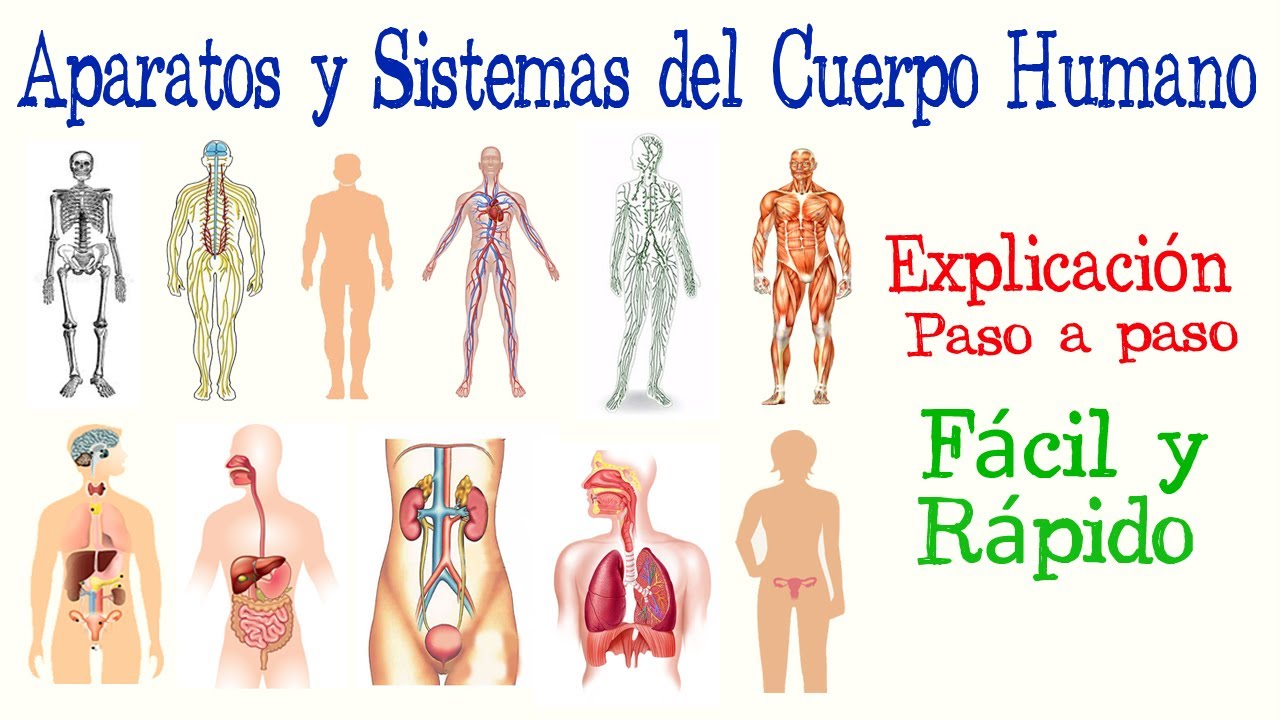 👤Aparatos y Sistemas del Cuerpo Humano | [F&aacute;cil y R&aacute;pido] | BIOLOG&Iacute;A |