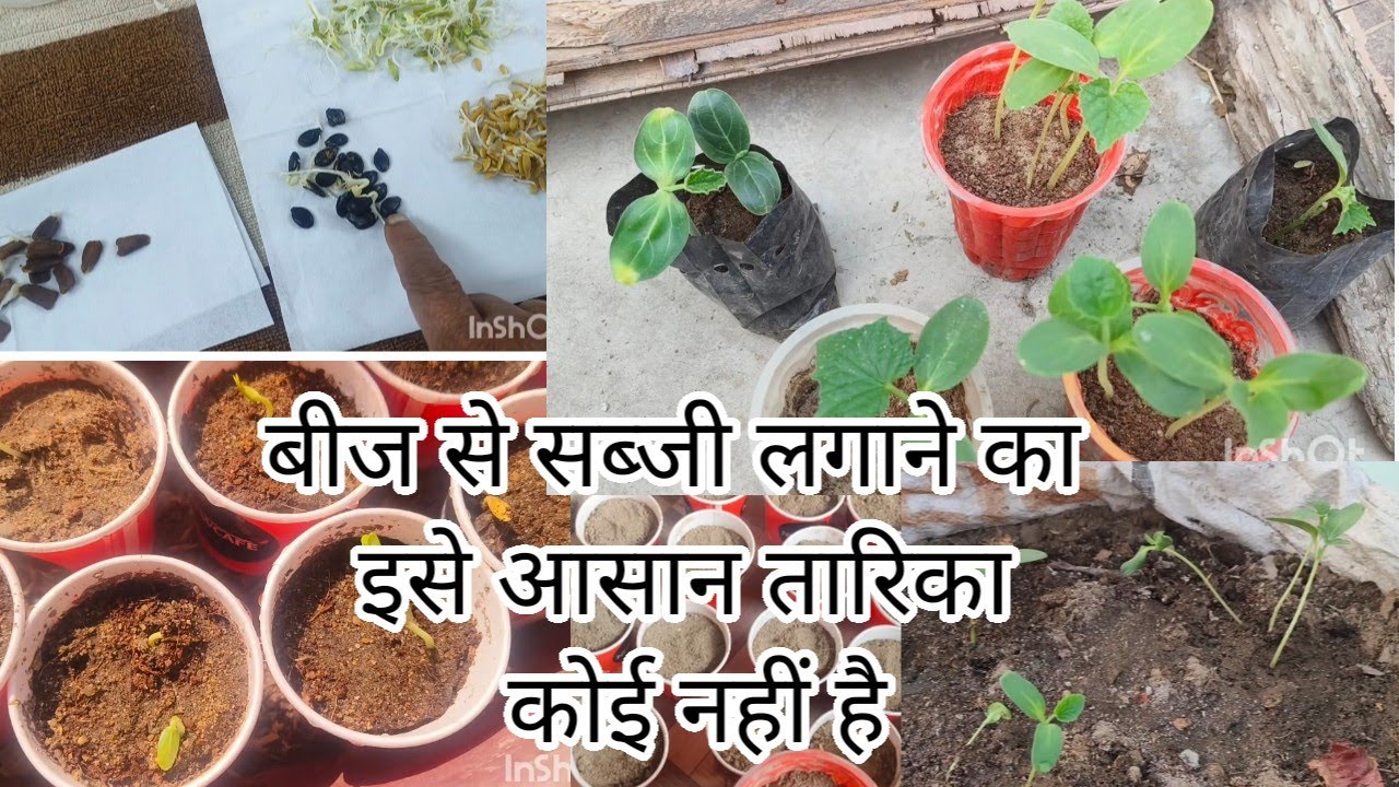 Beej se sabji lagane ka sabse asaan tarika|How to grow vegetables from seed|lauki torai kheera kakri