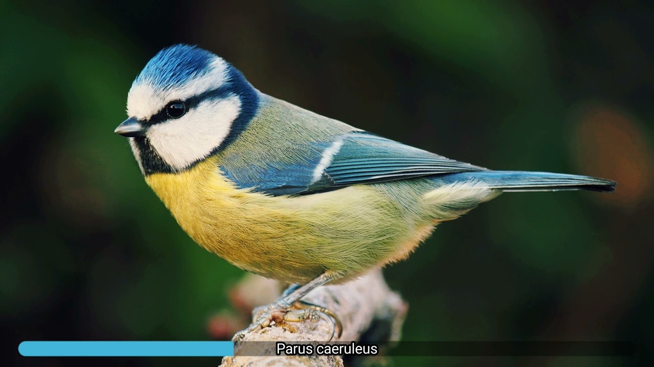 Parus caeruleus