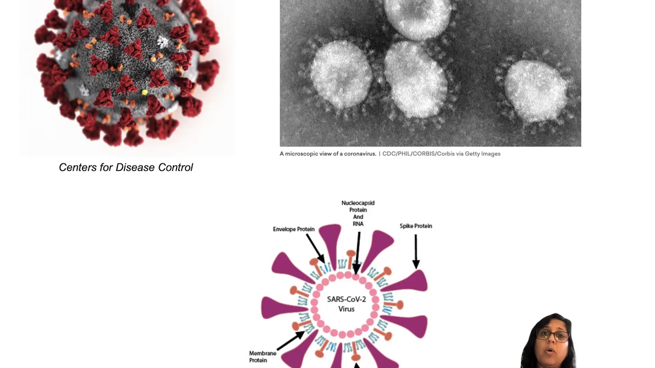 Science of COVID-19: The Biology of the Coronavirus (Video 4)