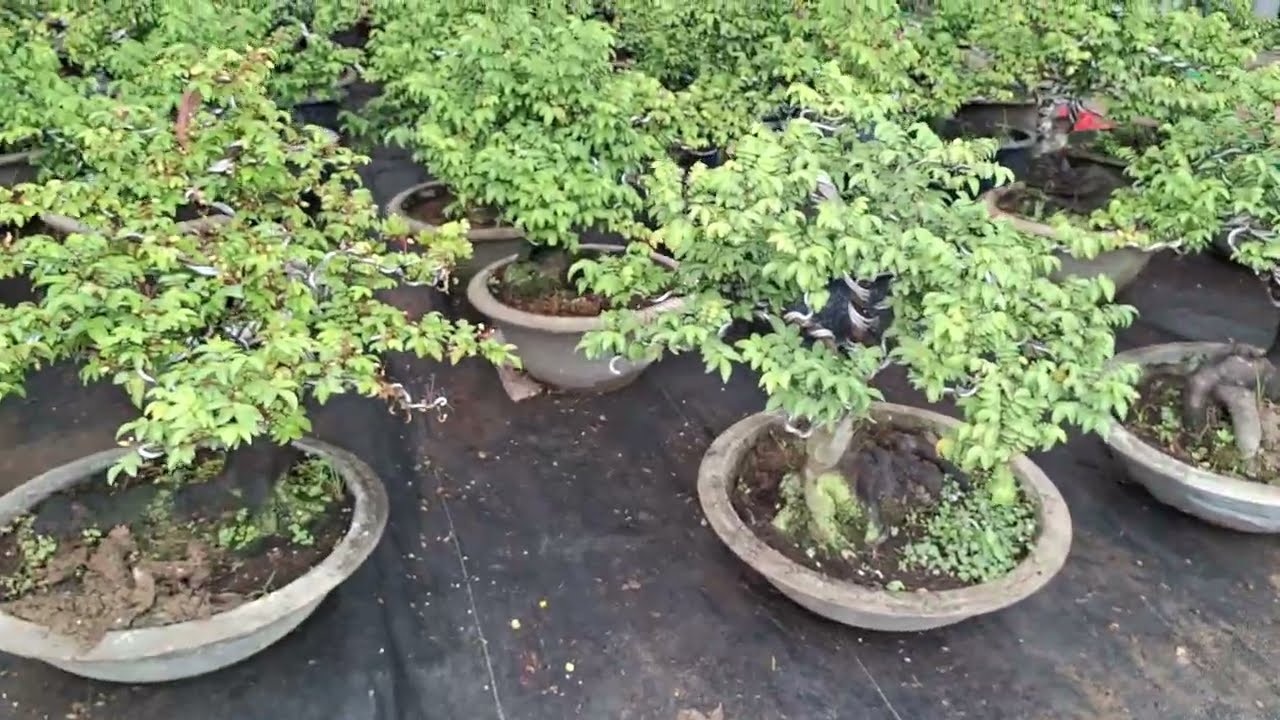 Bán cây khế Nhật bonsai gốc bệ to đẹp 0977973535