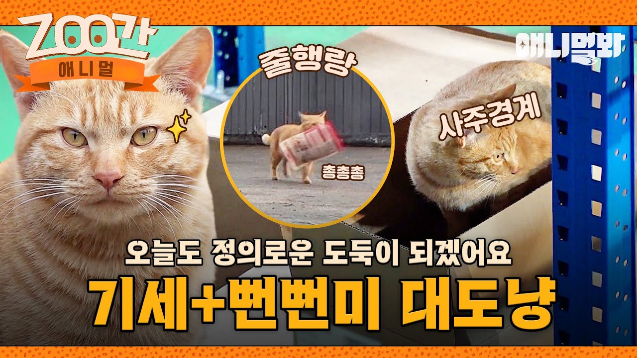 [#Zoo간애니멀] 눈이 마주쳤어도 당!당!하게 유유히~ 쏘옥 빼가는 뻔뻔한 대도냥이 I EP.1254 #TV동물농장 #AnimalFarm #애니멀봐