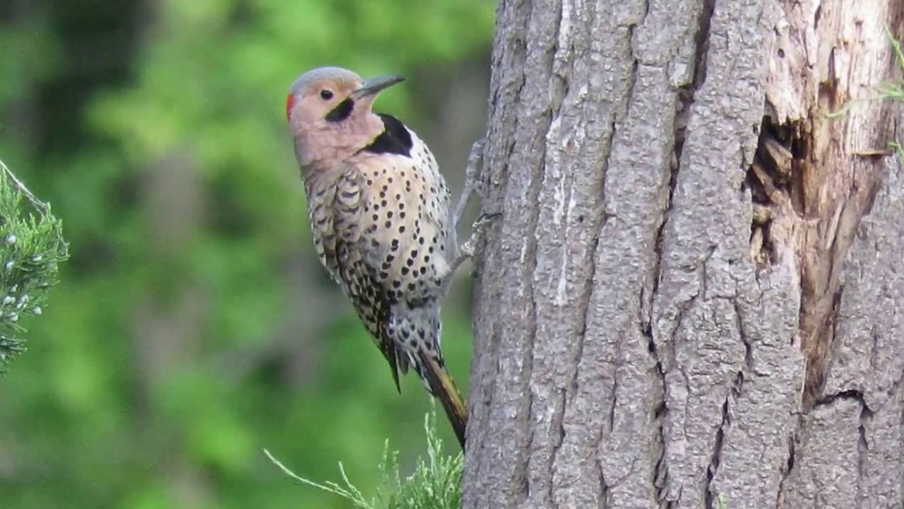 Northern Flicker (Colaptes auratus auratus) Yellow-shafted Flicker aka Yellowhammer at Bombay Hook