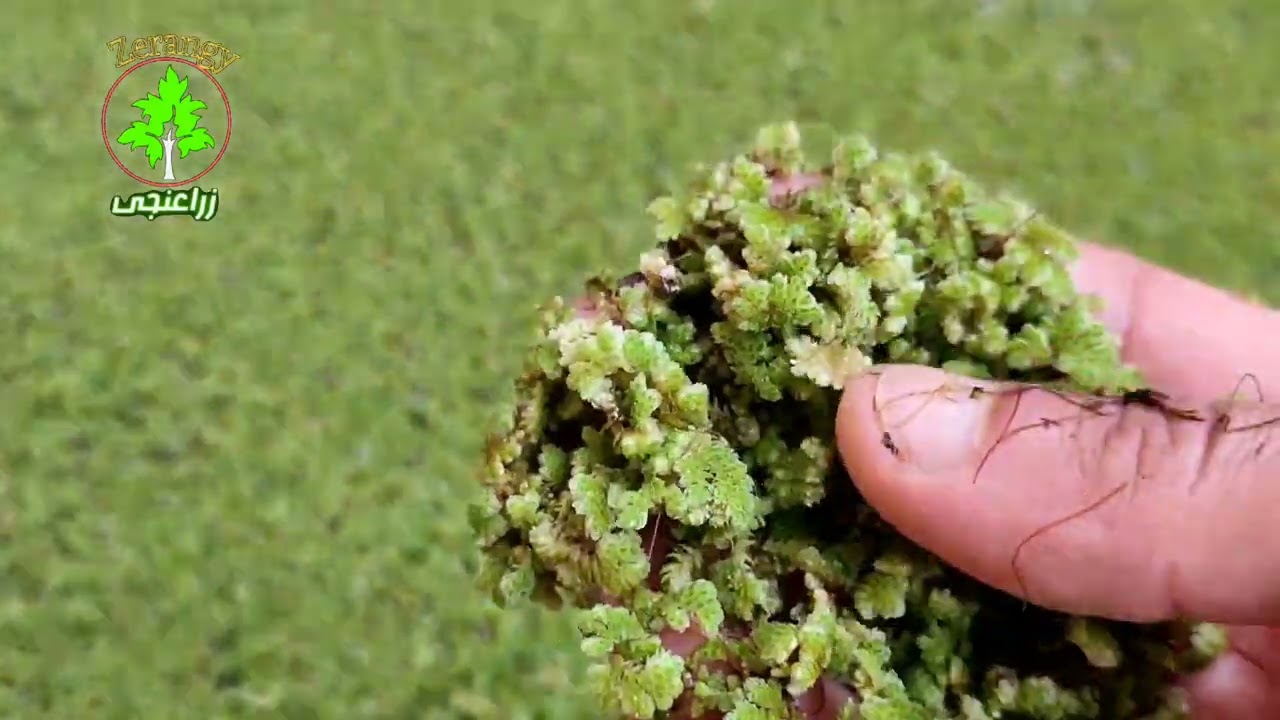 أزولا | ما هى حقيقة أزولا النيل أو النيوليتكا