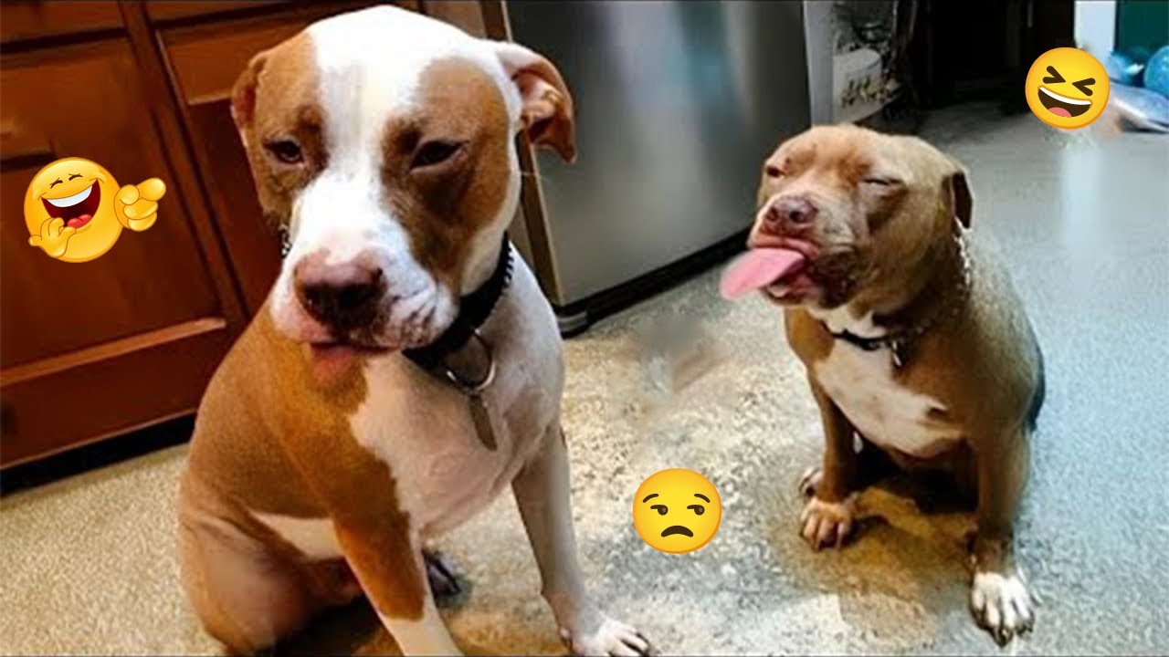 Only 1% Can Keep a Straight Face 😂🐕 Best Funny Dog Moments Compilation #14