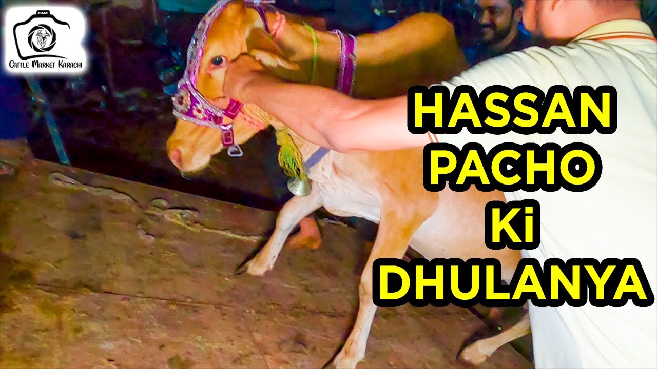 LOADING & UNLOADING of Hassan PACHO Ki DHULANYA  & Furqan Ka DOLHA from Sohrab Goth Cow Mandi to PIB