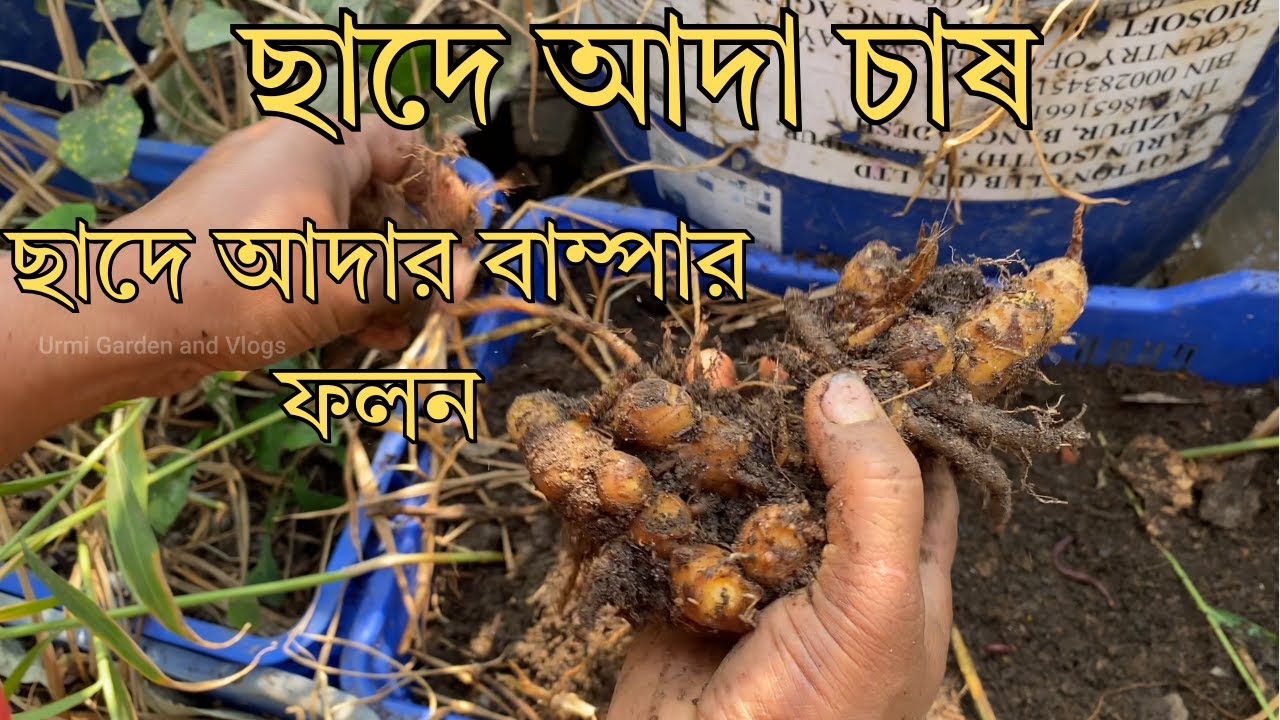 বাড়ির ছাদে আদা চাষ | ফলন দেখে আমি অবাক