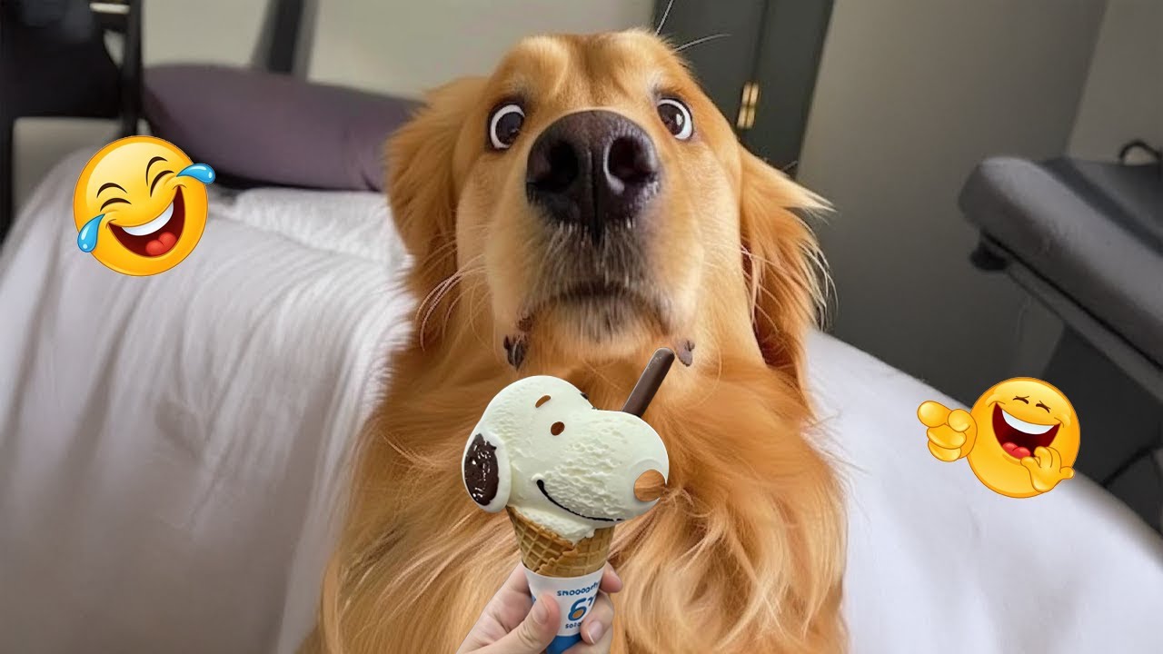 Only 1% Can Keep a Straight Face 😂🐕 Best Funny Dog Moments 2026 #11