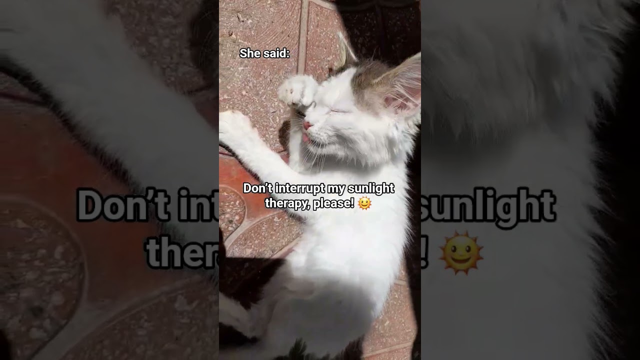 Go &agrave;way it's sun time 🌞 #catvideos #cat #catshorts #kitten #mycat #catperson #catlover