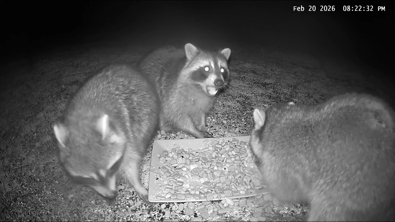 Raccoons.          #wildlife #watchingnature #wildlifevideos #unbrokenfoundation 
