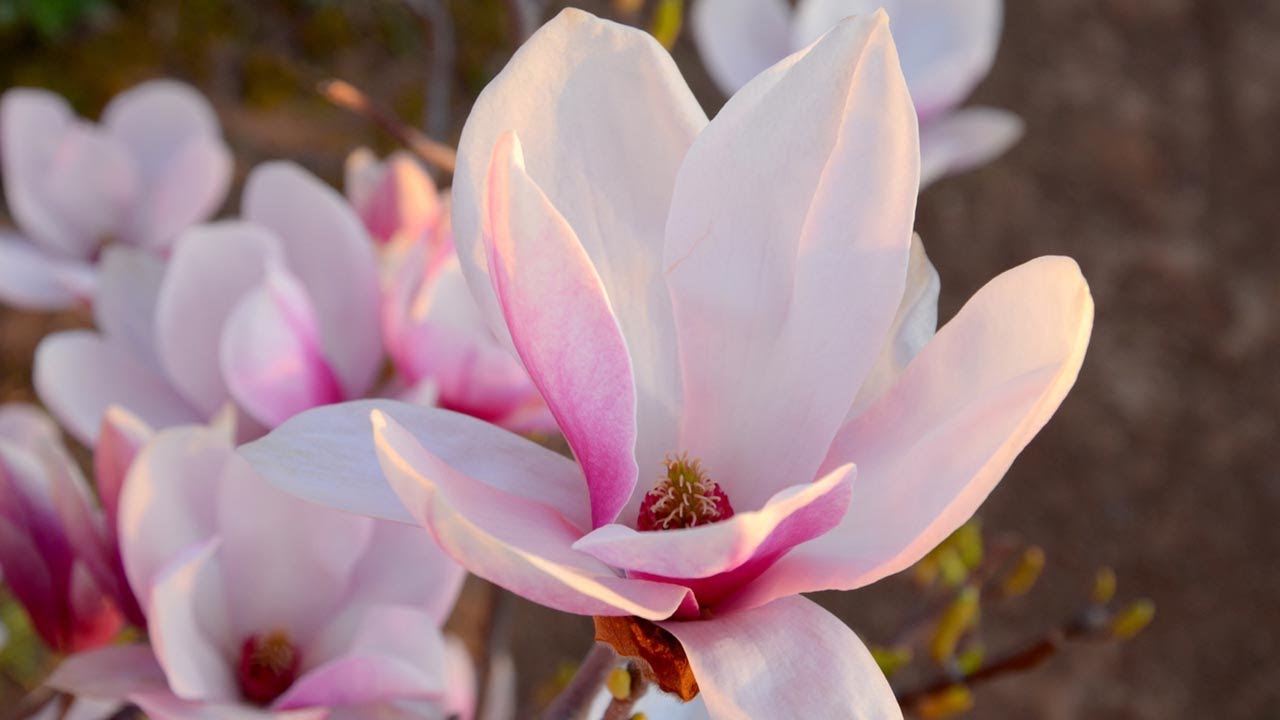 Magnolios de flor primaveral: variedades y características - Decogarden - 
