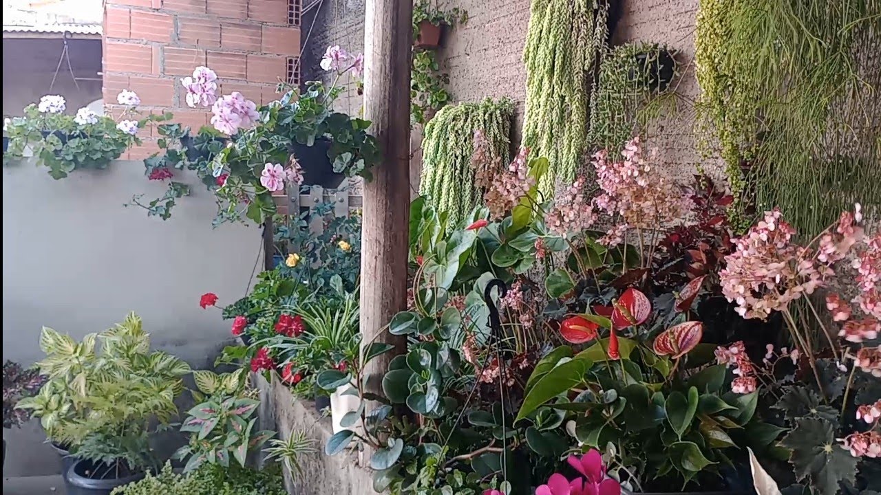 Cantinho da Plantas... (flores)