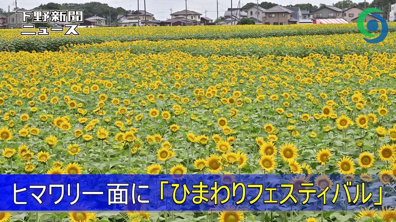 ヒマワリ一面に ひまわりフェスティバル 野木