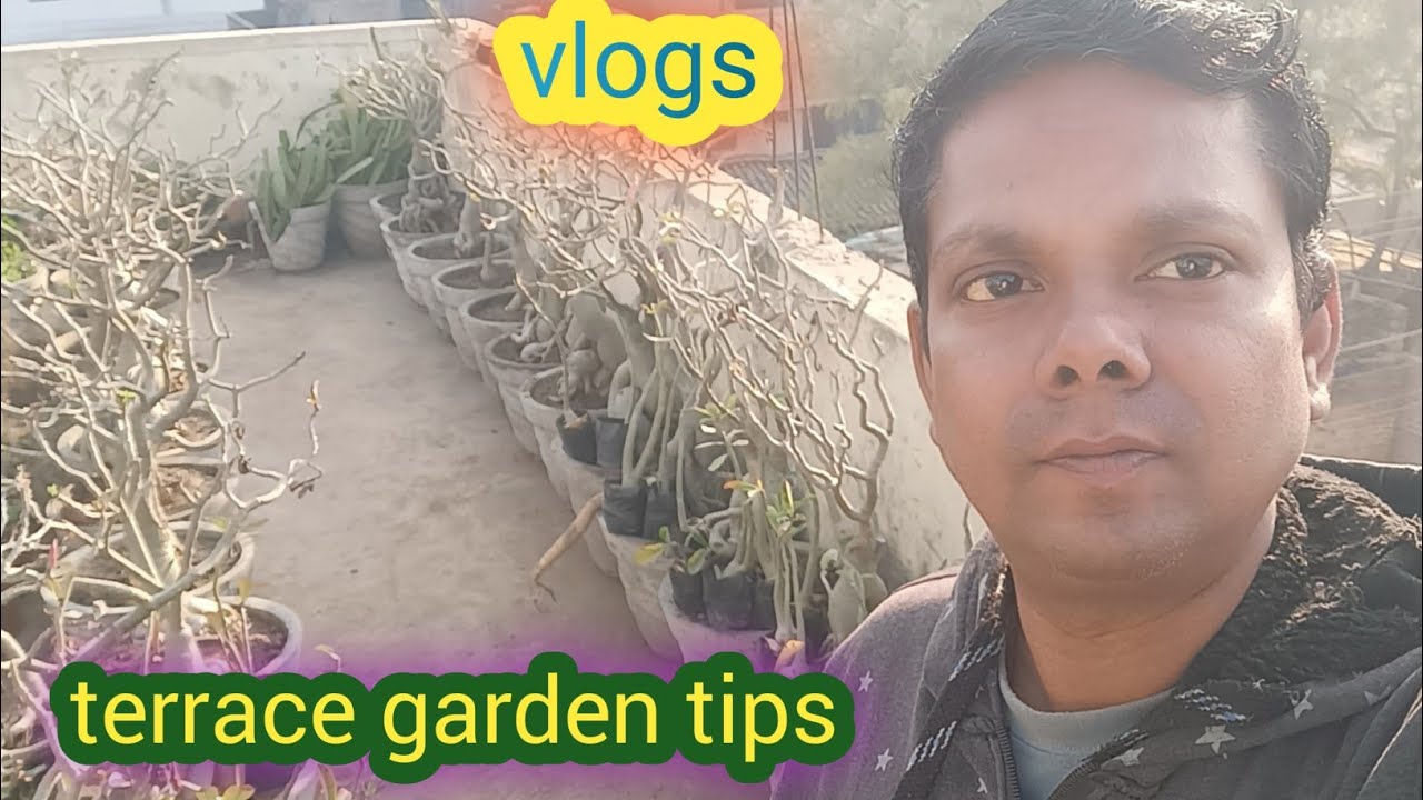 इस तरह से terrace पर gardening कर के कुछ जगह बचा सकते हैं||