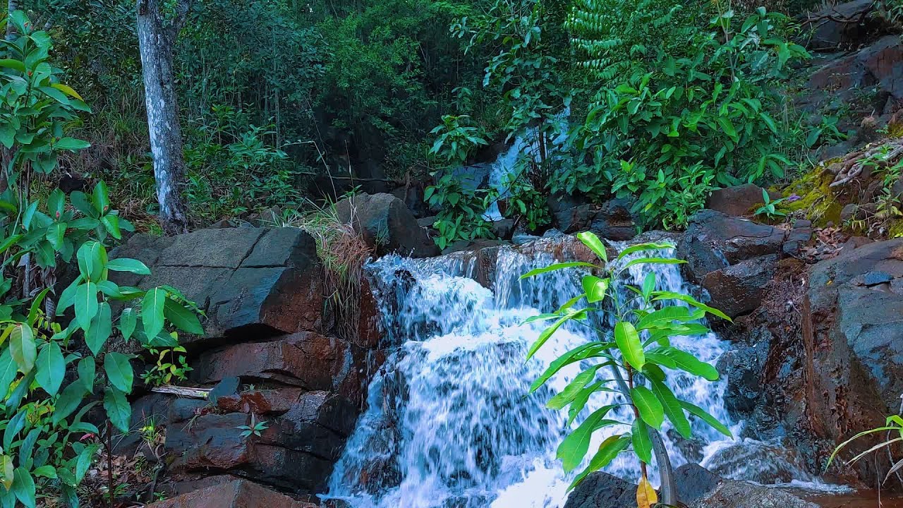 Relax in Beautiful Forest, Peaceful Forest Stream with Bird Songs, Nature Sounds, Forest Ambience