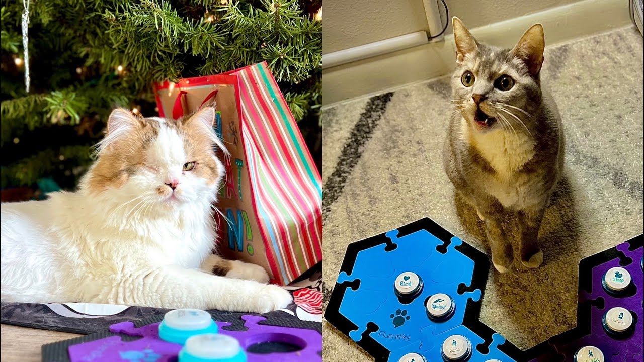 Modeling “Play” Using Augmentative Interspecies Communication (AIC) Buttons | Not Mad Just Moody