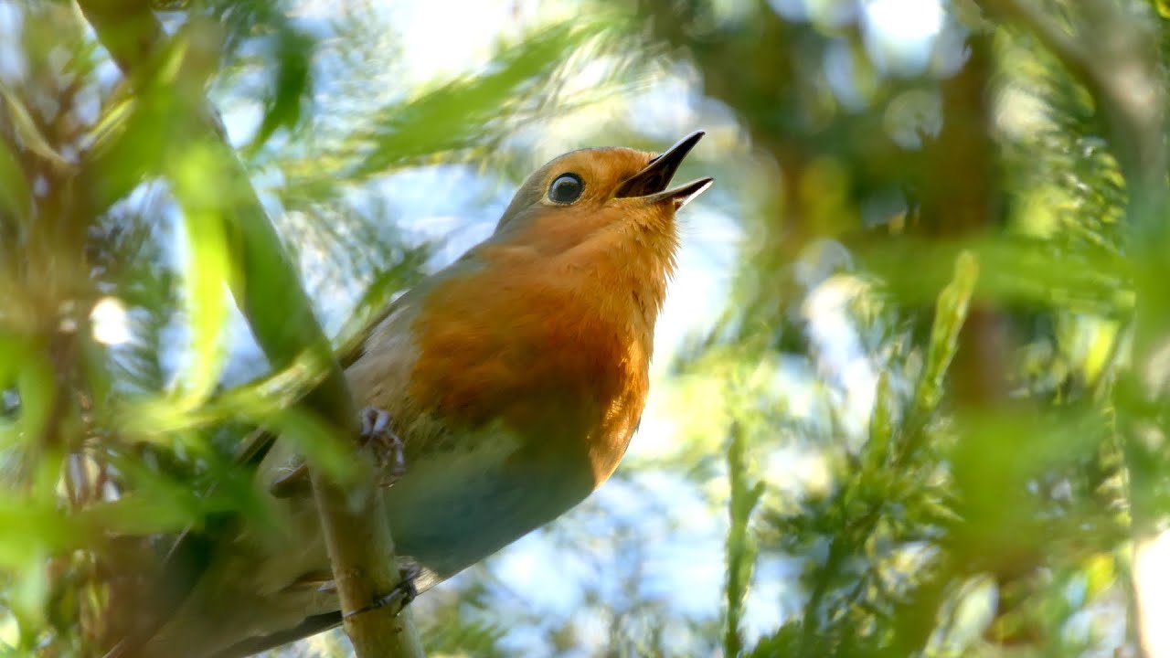 Panasonic Lumix FZ2000/FZ2500 20x ZOOM Test & Demo with Audio in different environments