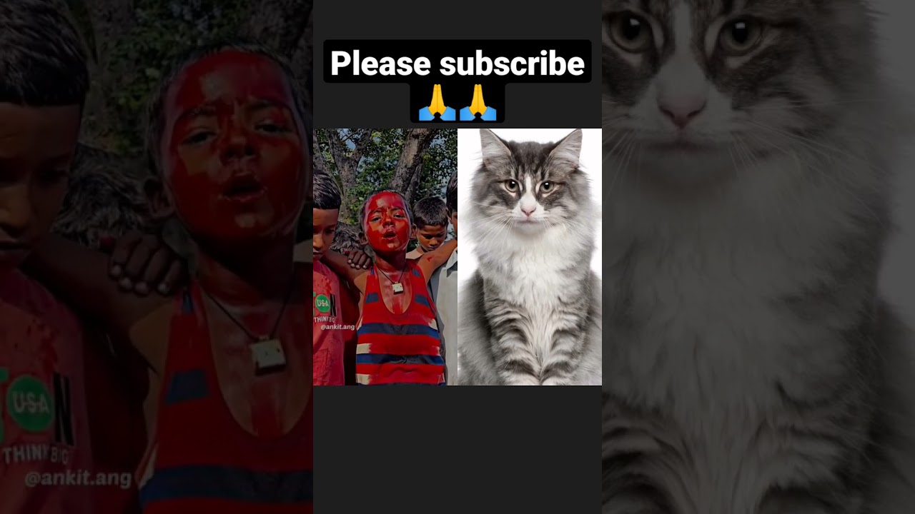 bagad billa new video 😂 #cat #cats #catlover #trending #comedy #funny #comedyvideo #funnyvideo
